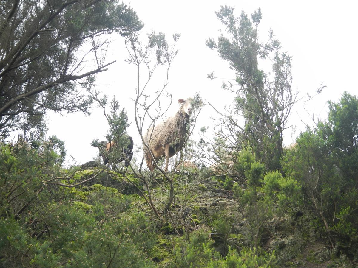 Albergue Montes De Anaga El Bailadero Dış mekan fotoğraf